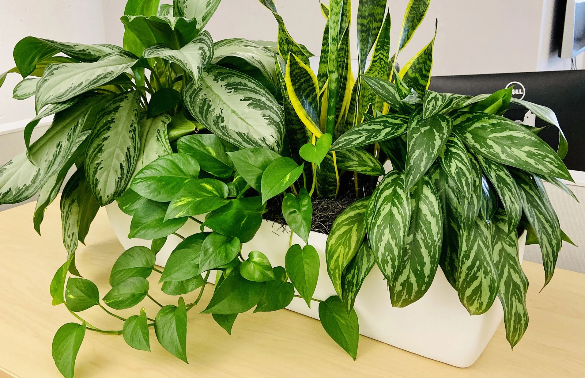 11 Best Office Plants